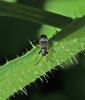 Rhyparochromus sp.
